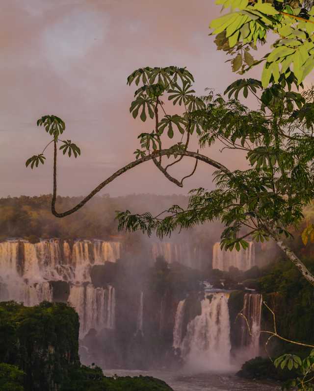 A scenic view of large waterfalls cascading down rocky cliffs, surrounded by lush greenery and mist, with tree branches and leaves in the foreground under a pinkish sky.