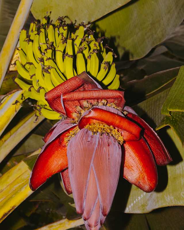 A close-up of a banana plant shows a cluster of unripe green bananas above a large, reddish-purple banana flower with overlapping petals, set against broad green leaves.