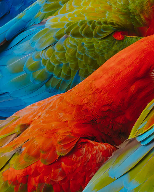 Close-up of vibrant parrot feathers showing a mix of bright blue, green, and orange colours overlapping in a detailed pattern.