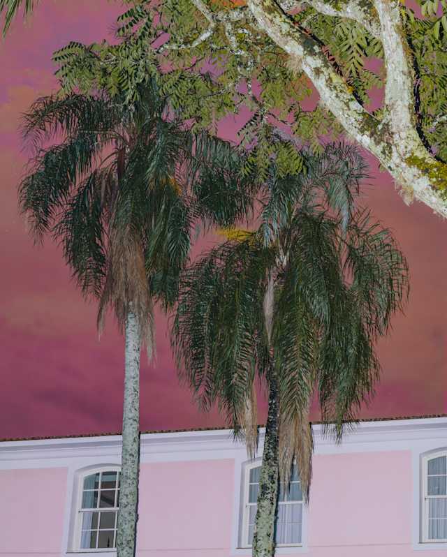 Tall palm trees stand in front of a pink building with white trim, under a dramatic sky with a pinkish-purple hue. Some tree branches extend across the top of the image.