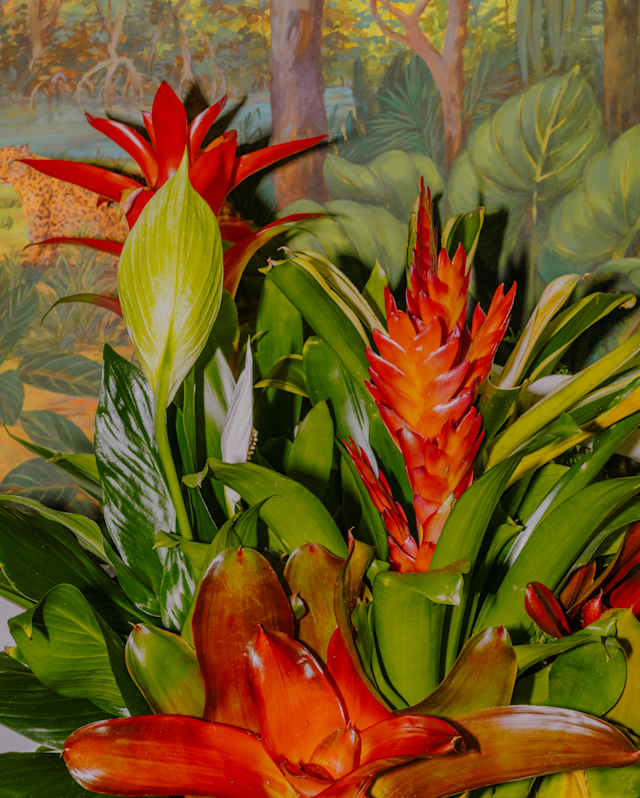 Colourful tropical flowers with red, orange, and yellow petals surrounded by lush green leaves, set against a vibrant, painted jungle background featuring trees and dense foliage.