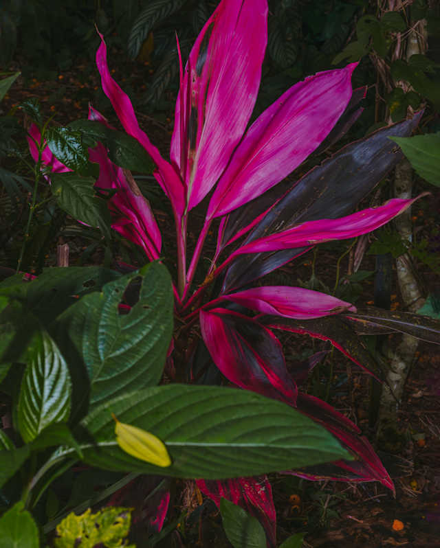 A vibrant plant with long, pointed, bright magenta leaves stands out against a dark green leafy background in a garden setting.
