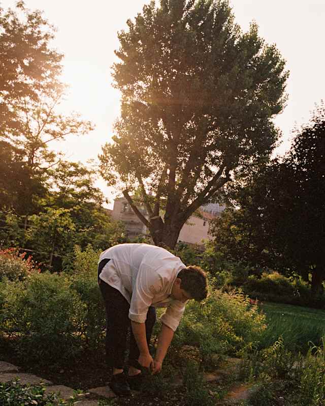 Oro's Head Chef Vania Ghedini bends to pull produce from a bed in a verdant garden as soft sun shines through the trees.