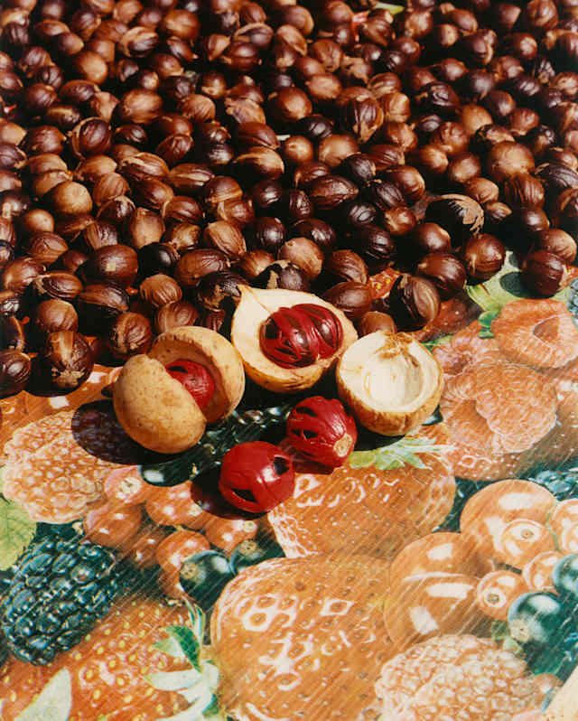 Close-up of pods with fresh nutmeg fruits in startling red and black with a mass of dried brown nutmegs behind on a tablecloth.