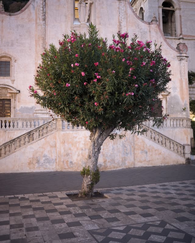 Bordering the tiled Piazza IX Aprile, a pink flowering oleander tree sets off the peachy stone of Chiesa di San Giuseppe.