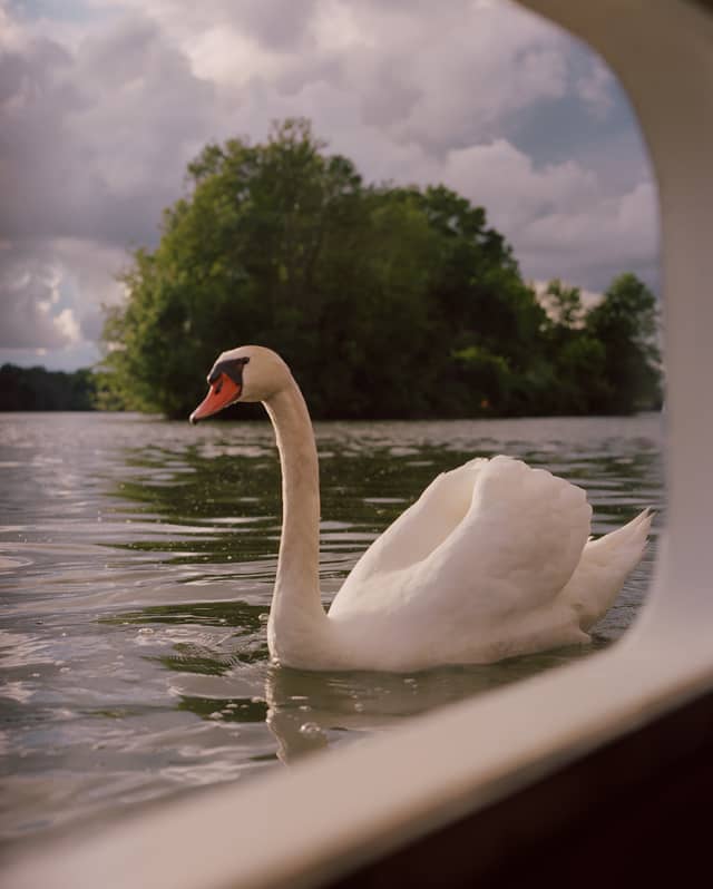 A white-feathered swan glides on serene river waters at eye-level, glimpsed through a window onboard the Amaryllis.