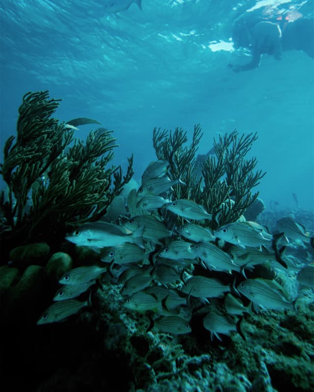 A diver near the surface swims over a reef where schools of fish circle the corals, photographed from below by Cami Torres.