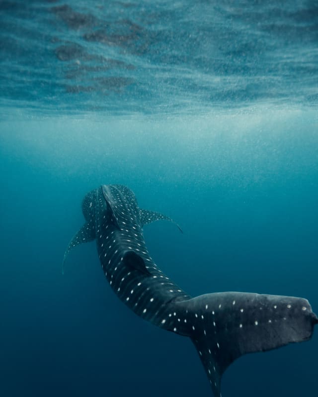 A huge whale shark with grey skin and mesmerising polka-dot pattern swims into the distance, photographed by Cami Torres.