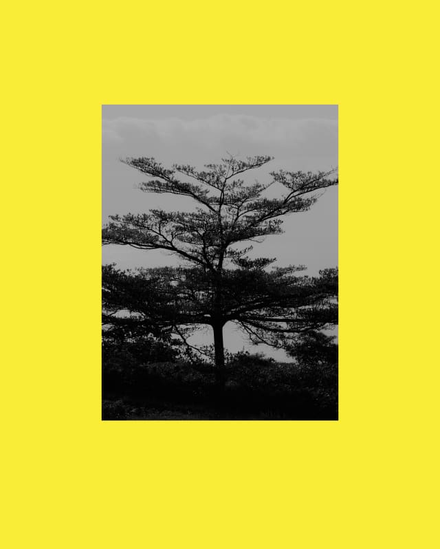 Image of a Laurisilva tree with branches extending wide with leaves reaching skyward, presented on a yellow background.