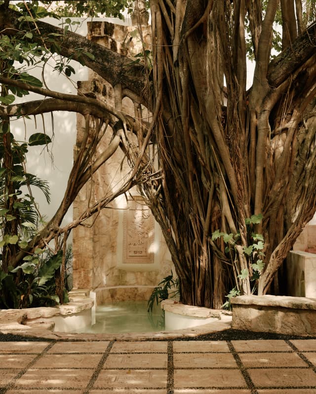 The prop roots of a large fig tree bridge a small shady pool by an external wall with Mayan carvings outside the spa.