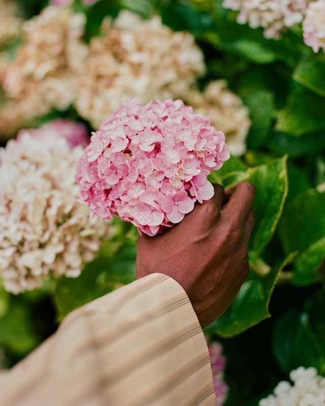 In a garden detail, a hand reaches for a shrubby hydrangea flower with pink confetti petals, with more creamy blooms behind.