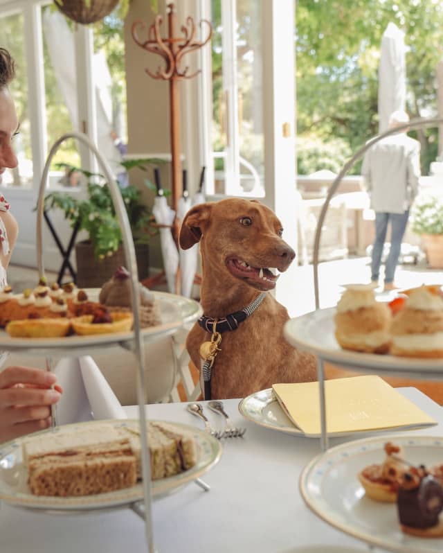 A happy sandy-hued dog gazes at an Afternoon Tea selection, seen across a table with tiered cake stands and treats galore.