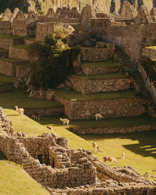 A group of white llamas nibble at the sunny grasses on the lawned terraces of Machu Picchu, overlooked by stone ruins.