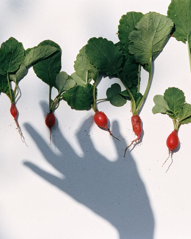 A shadow hand apparently plucks a bright red radish from a group of eight, with leaves attached, lined up on a white surface.