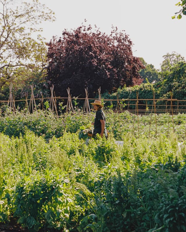 A gardener in a sun hat walks towards bamboo runner bean tepees, waist high in the lush growth of the kitchen garden.