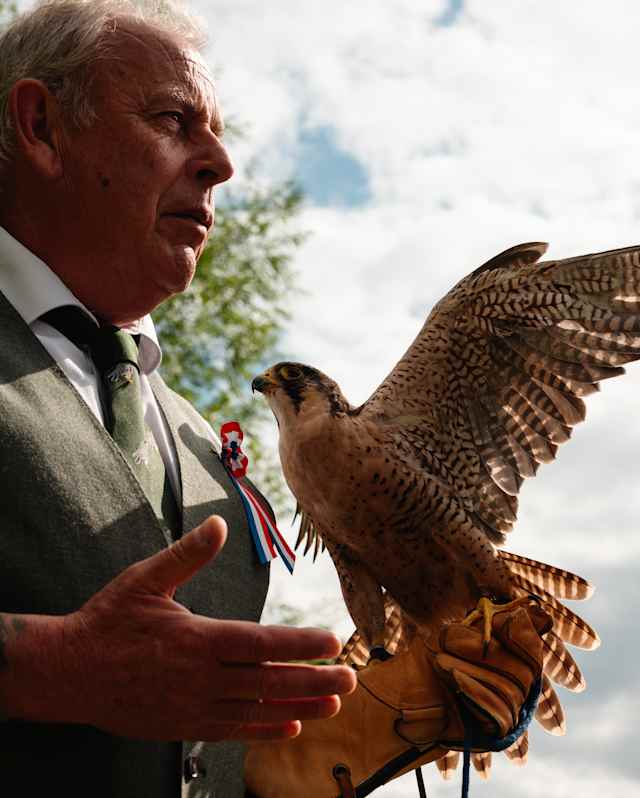 A peregrine falcon extends its wing and tail feathers, catching sunlight, as it rests on a falconer's glove, seen from below.