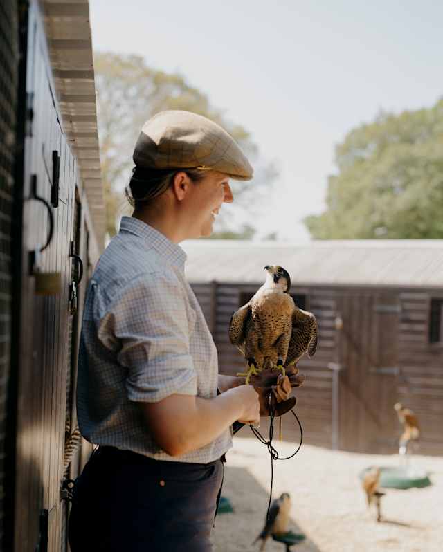 A male falconer, in a flat cap, holds a peregrine falcon on his gloved hand, seen side-on, with more birds perched behind.