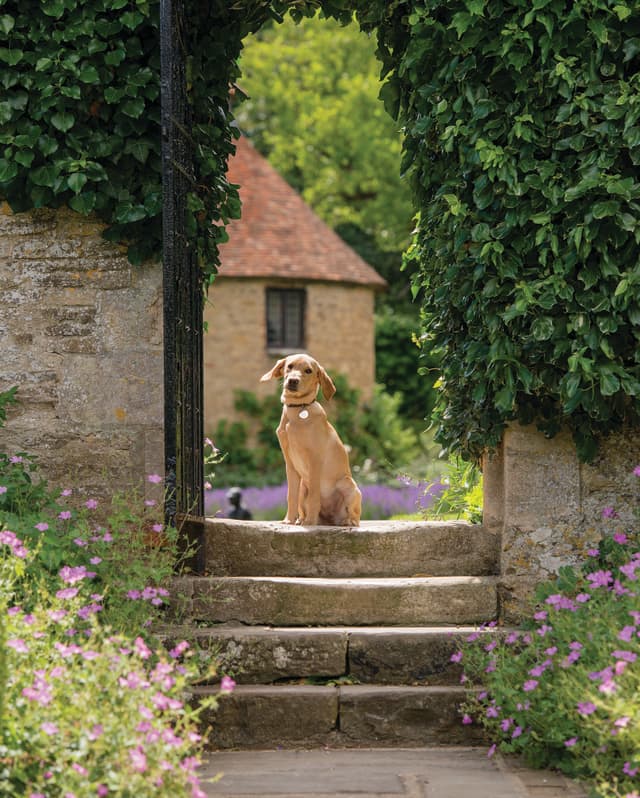 A golden Labrador sits on the top step of a gateway into the garden. Swathes of pink Asters and blue Lavender surround him