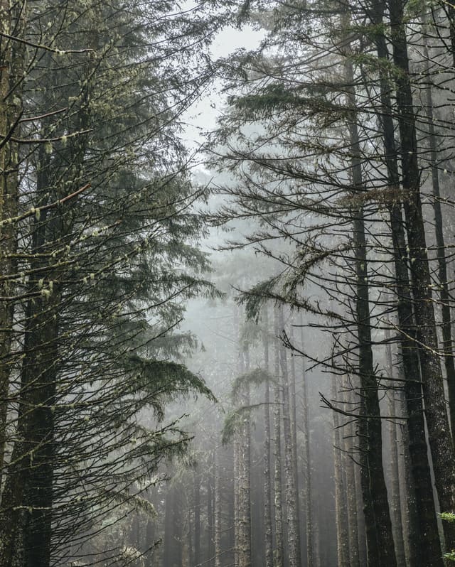 View into the deeply atmospheric Pico do Arieiro Forest where a thin mist seeps between spindly cedar tree trunks.