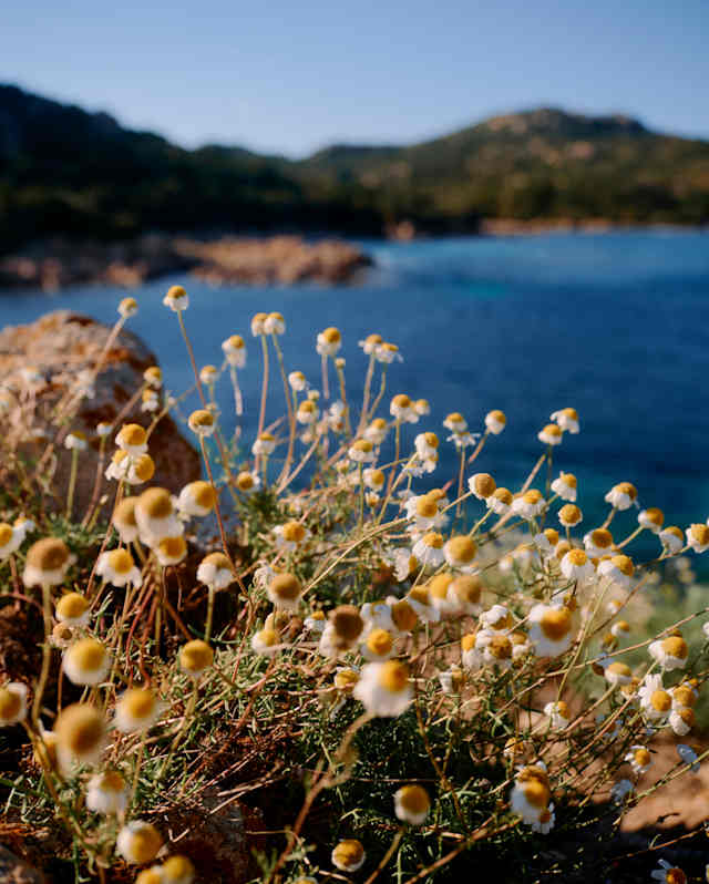Yellow wildflowers in focus on a rocky coastline, with blue ocean water and blurred hills in the background under a clear sky.