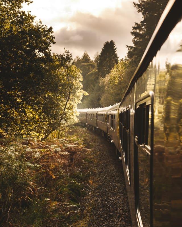A train rolling along tracks among a forest bordered with leafy ferns
