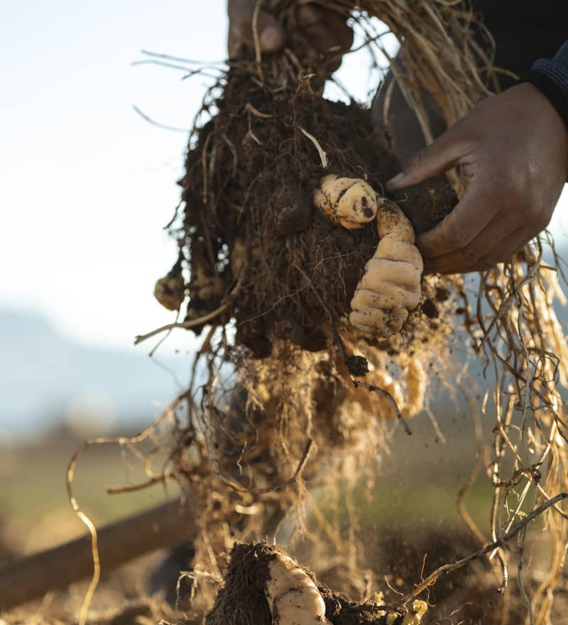 A farmer pulling out Peruvian root vegetable from a field 