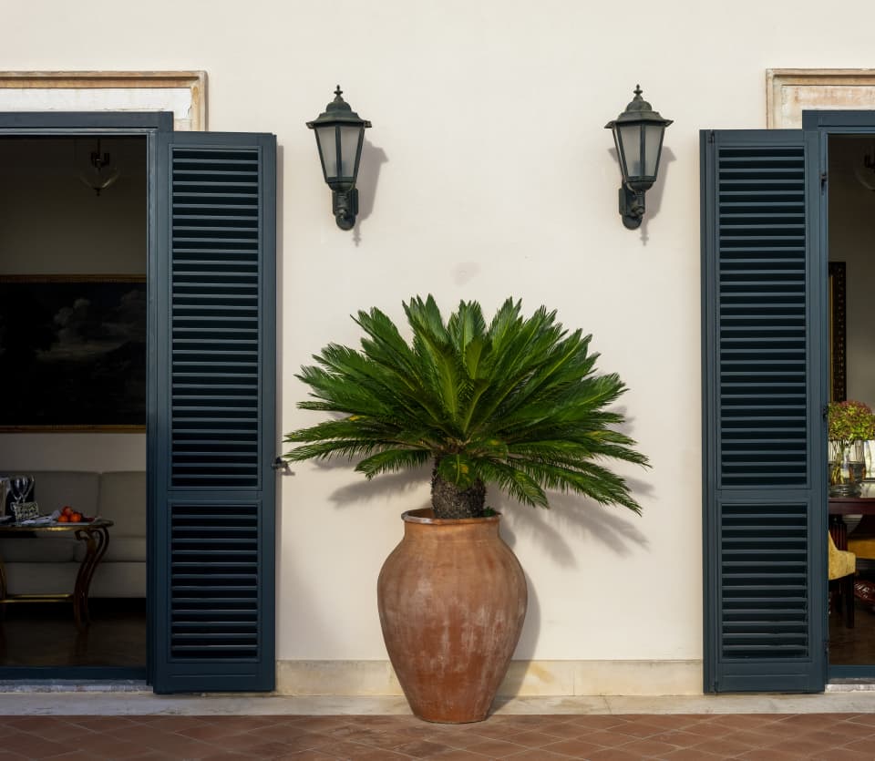 A sago palm in a large terracotta urn spans the external cream wall between two sets of doors with teal wood shutters.